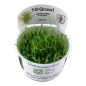 Preview: Lilaeopsis brasiliensis - Brasilianische Graspflanze / Neuseelandgras 1-2-Grow!